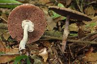 Agaricus subrutilescens image