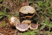 Media resource of Scleroderma texense