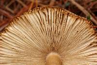 Amanita pachycolea image