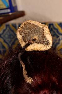 Chlorophyllum molybdites image