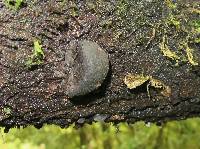 Annulohypoxylon thouarsianum image