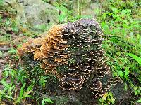 Trametes versicolor image