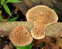 Daedaleopsis confragosa image