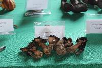 Gyromitra esculenta image