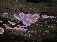 Hypochnella violacea image