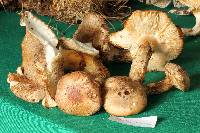 Image Associated With the Occurrence