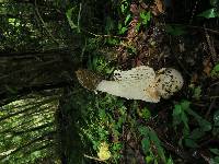 Phallus indusiatus image