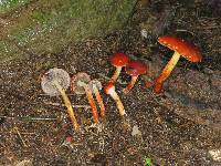 Leratiomyces ceres image