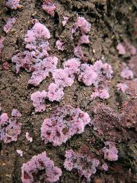 Hypochnella violacea image