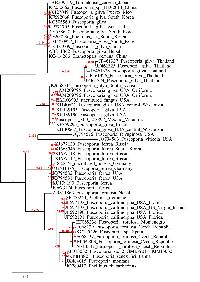 Phellinus gilvus image
