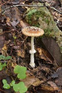 Amanita pantherina image