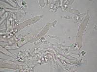 Media resource of Tricholosporum longicystidiosum