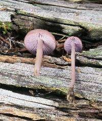 Mycena pura image