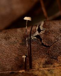 Gymnopus quercophilus image