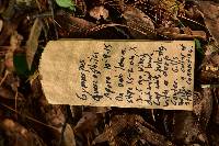 Gymnopus quercophilus image