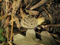 Morchella americana image