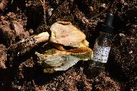 Suillus tomentosus image