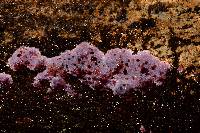 Hypochnella violacea image