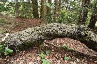 Annulohypoxylon thouarsianum image