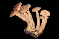 Lactarius rubidus image