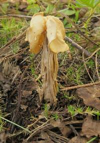 Helvella crispa image