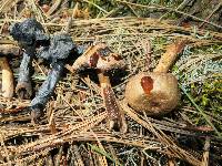 Cortinarius distans image