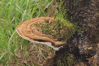 Ganoderma applanatum image