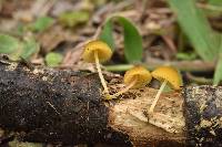 Pluteus chrysophlebius image