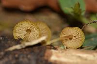 Pluteus chrysophlebius image