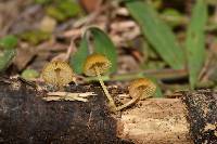 Pluteus chrysophlebius image