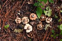 Geastrum saccatum image