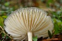 Megacollybia rodmanii image