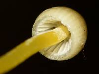 Mycena epipterygia image