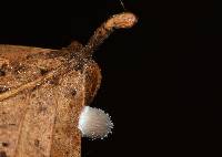 Mycena stylobates image