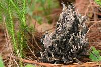 Media resource of Helminthosphaeria clavariarum