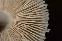 Amanita farinosa image