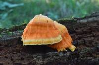 Laetiporus sulphureus image