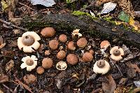 Geastrum saccatum image