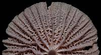Mycena pura image