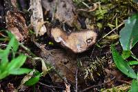 Gomphus clavatus image