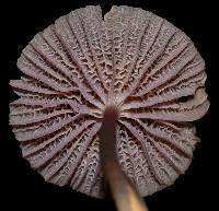 Mycena pura image