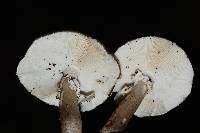 Amanita pantherina image