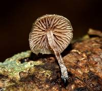 Psilocybe caerulipes image