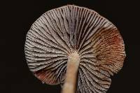 Leratiomyces ceres image