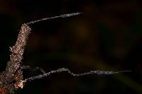 Media resource of Xylaria apiculata