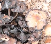 Coprinellus micaceus image