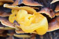 Thumbnail image of current specimen