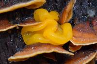 Thumbnail image of current specimen