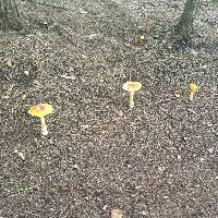 Amanita muscaria var. guessowii image