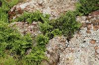 Niebla homalea image